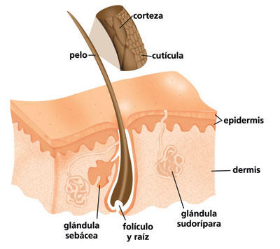 Dieta, el análisis del cabello y del mineral del cabello 