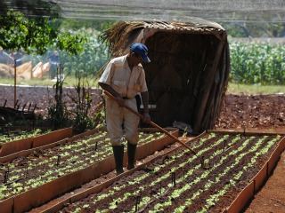 Cuba permitirá a productores agrícolas vender directamente al sector turístico