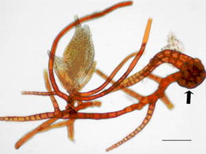 Descubren dos nuevas especies de musgos de esporas gigantes