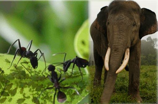 Las hormigas asustan a los elefantes