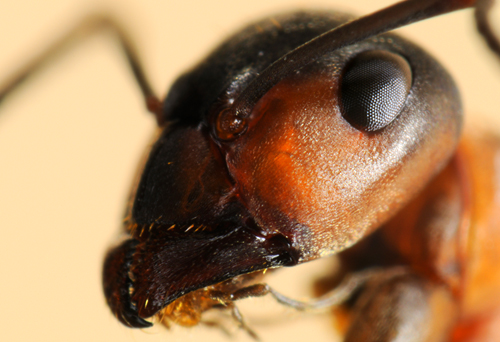 El imperio de las hormigas