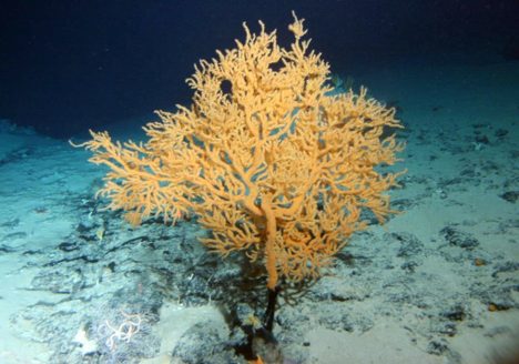 Los seres vivos más longevos del océano