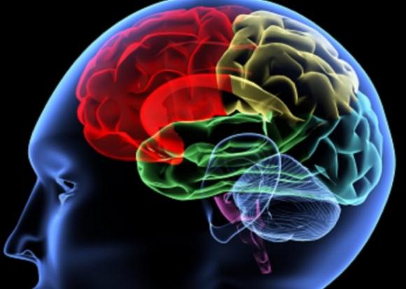 Los misterios del cerebro.