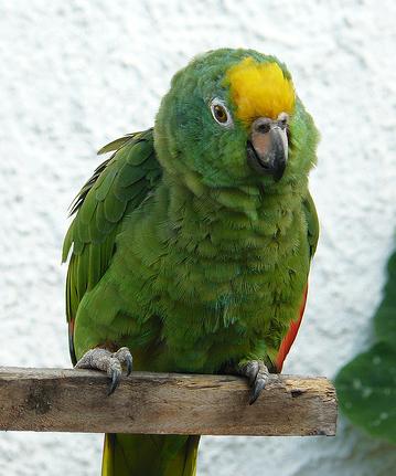  Un loro muy inteligente