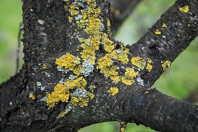 Investigadores Argentinos diseñan un sistema de monitoreo de la calidad de aire utilizando líquenes como bioindicadores
