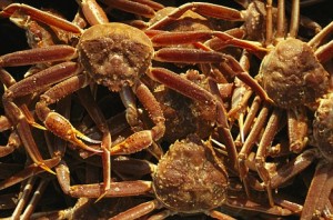 DESCUBREN MAS DE UN MILLON DE CANGREJOS GIGANTES EN LA ANTARTIDA