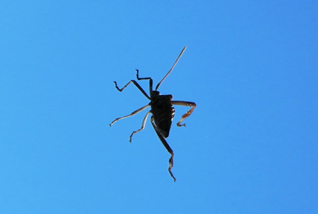 Los insectos Cyborg se adentran en lo desconocido