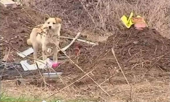 El perro que se niega a abandonar la tumba de su fallecido dueño