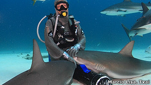 Cómo dejar K.O. a un tiburón. 