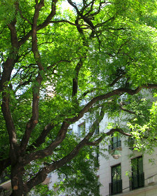 Cuando los árboles lloran...