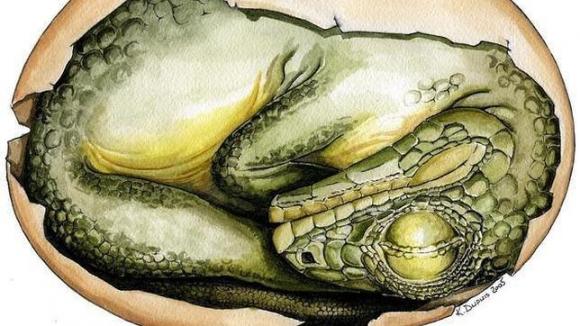 Descubren un nido con 15 crías de dinosaurio en Mongolia.