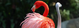 Dos flamencos rosas perdidos en la taiga