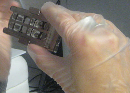 Investigadores Argentinos desarrollan un chip para el girasol