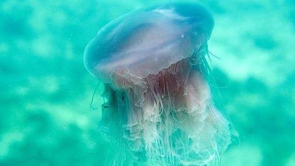 Las diez especies más raras de 2011, según National Geographic