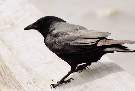 Los cuervos señalan con el pico