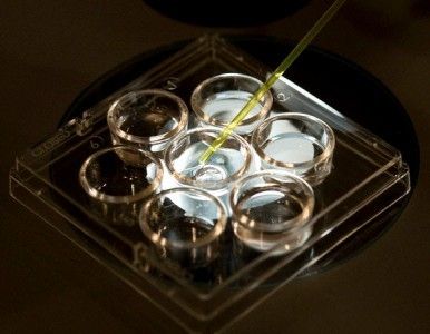 Fecundación artificial: Inconstitucional e inadmisible 