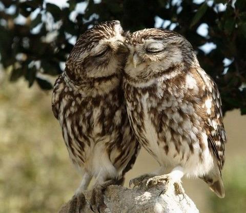 Un par de búhos muy románticos