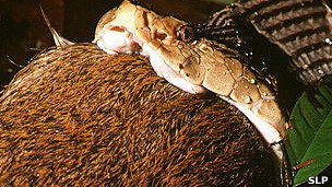 ¿Cuándo se mueren las presas después de que se las tragan vivas?