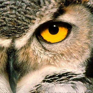 ¿Por qué los búhos pueden voltear tanto sus cabezas?