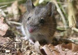 Las ratas son solidarias y tienen empatía