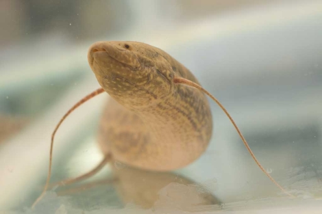 El pez caminante, un eslabón clave en la evolución de la vida