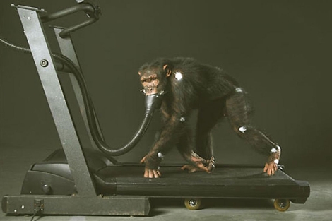 EEUU limita el uso de chimpancés en la investigación científica