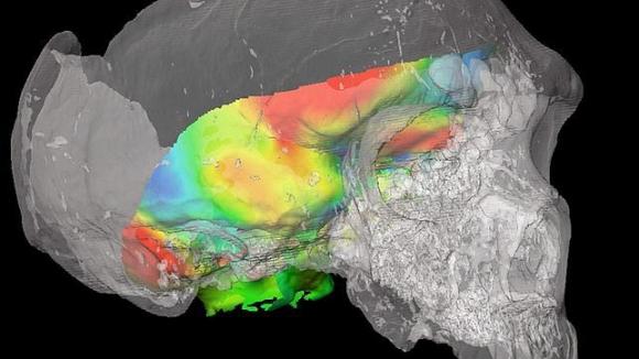 Los primeros «Homo sapiens» podían oler mejor que los neandertales