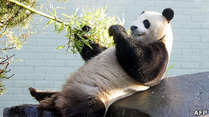 Cómo transportar dos pandas 8.000 kilómetros