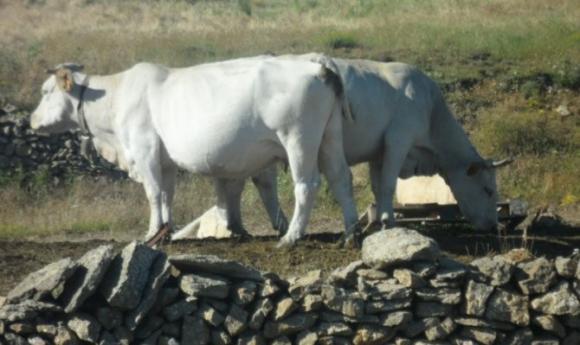 Los riesgos de la leche sin pasteurizar
