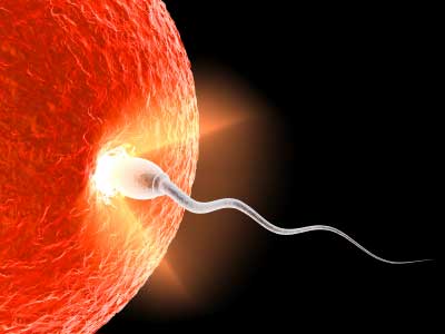 Noticias sobre Fertilidad