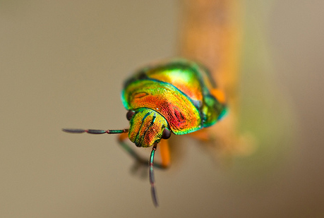 Shrlik, más ligero que el acero