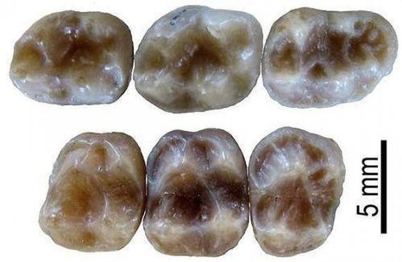 Descubierto un nuevo primate en Cataluña