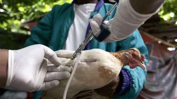 EEUU pide a ´Science´ y a ´Nature´ no publicar un estudio sobre gripe aviar