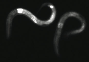 El estrés leve estimula proteínas que pueden proteger frente a mutaciones genéticas