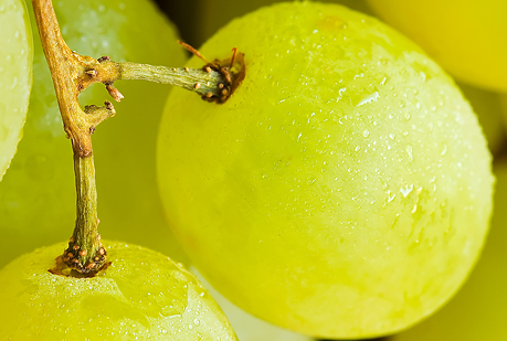 Los satélites ayudan a cultivar la uva perfecta