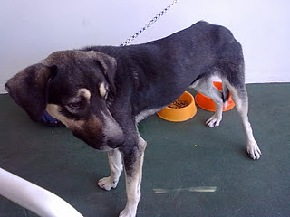 Flaco, encontrado en PUNTO TIGRE