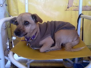 NINO estaba deambulando buscando comida