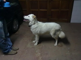 Mestizo de kuvasz tiene apenas 7 meses