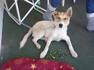 POMPI, rescatado de la Panamericana y 202