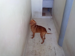 Pitbull macho 2 años