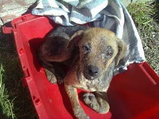 Perrita en la calle muy dolorida