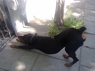 Doberman macho