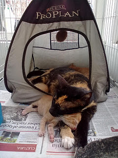 Gatita rescatada