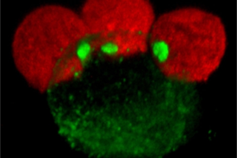 La terapia del sida como arma de prevención, hallazgo científico del año