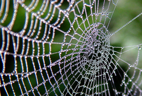 Telas de araña para desarrollar piel artificial