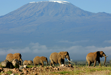 El sexto dedo del elefante