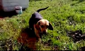 PERRITA EN BALDÍO