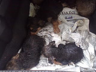 OPERATIVO 12 CACHORROS