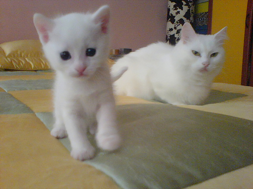 GATOS