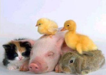 OTRAS MASCOTAS